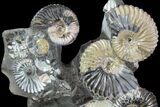 Gorgeous, Tall Iridescent Ammonite Cluster - Russia #78533-2